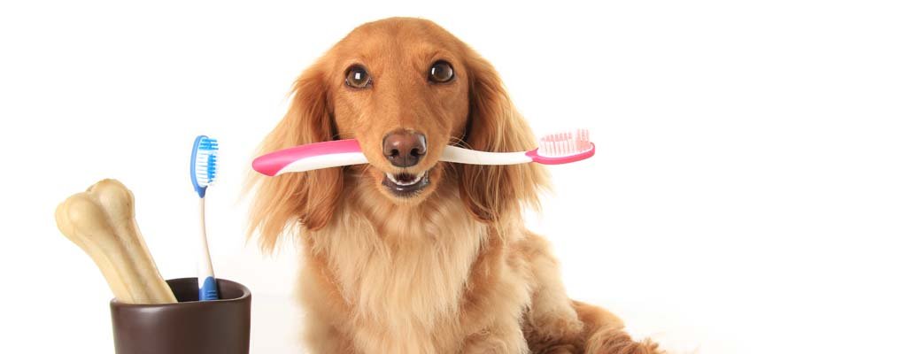 pup with brush and accessories